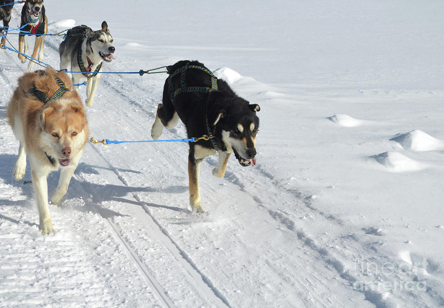 Husky Sled Dog Teams in a Harness Pulling Photograph by DejaVu Designs ...