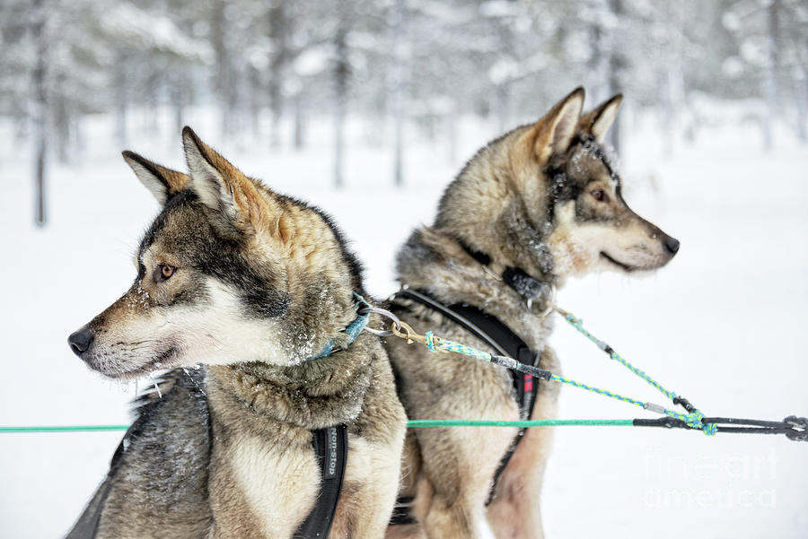 Husky sled dogs Photograph by Delphimages Photo Creations