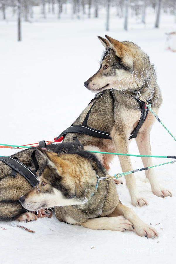 Husky sled dogs in the snow Photograph by Delphimages Photo Creations