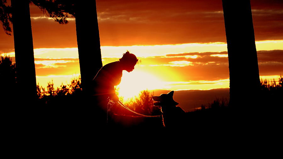 Husky Talking to Mom at Sunset Photograph by Wei Wang