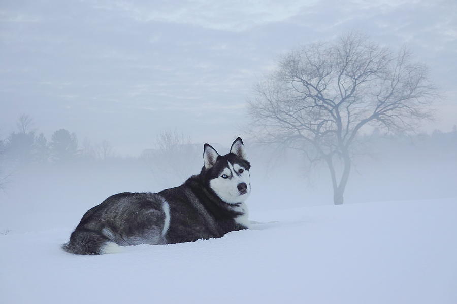 Huskys dream in fog Photograph by Wei Wang