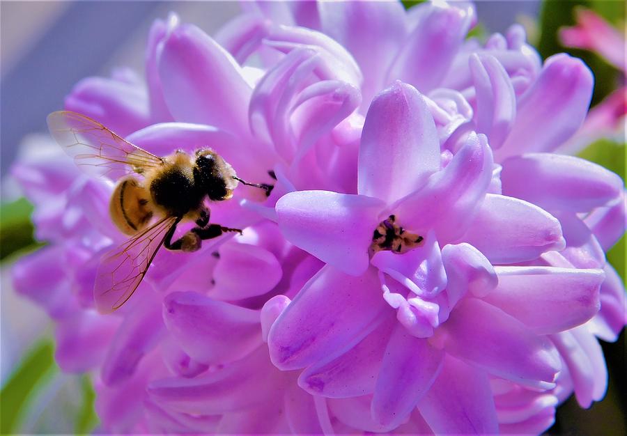 - Hyacinth and the Bee  Photograph by THERESA Nye