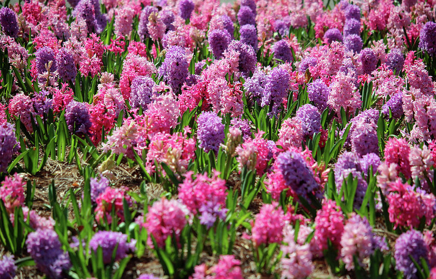 Hyacinth Colorful Flowerbed Photograph by Cynthia Guinn