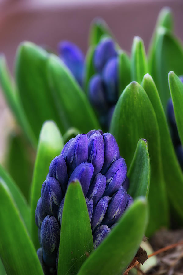 Hyacinth Photograph by Doug Wittrock