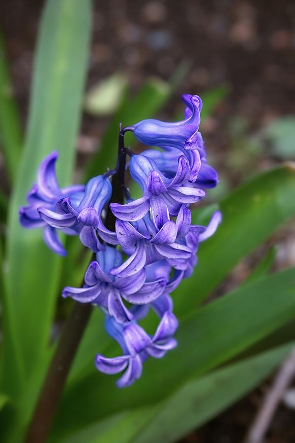 Flower Photograph - Hyacinth Flowers by Matthew Adelman Flower Photograph - Hyacinth Flowers by Matthew Adelman
