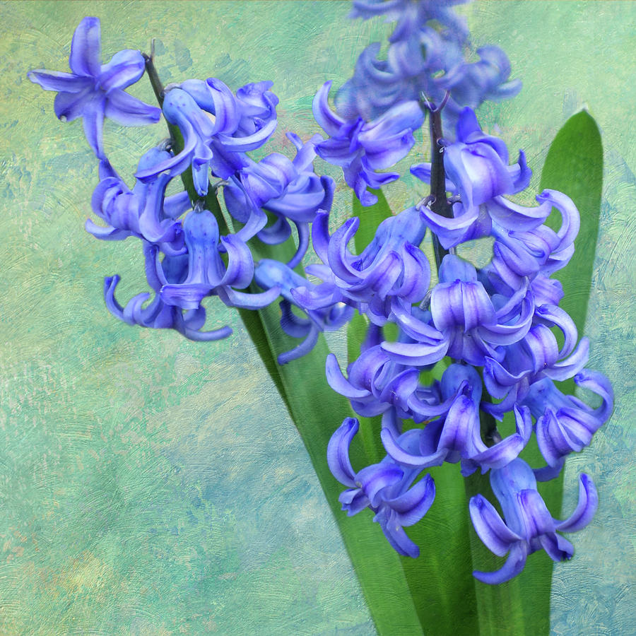 Nature Mixed Media - Hyacinth From my Garden by Isabela and Skender Cocoli