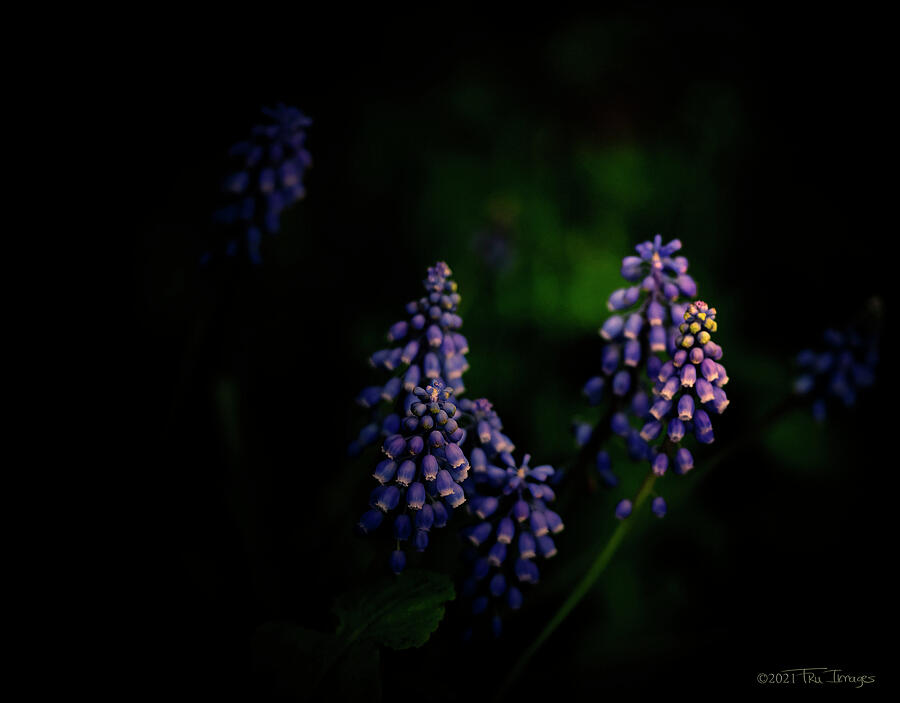 Hyacinth Impressions Photograph by TruImages Photography