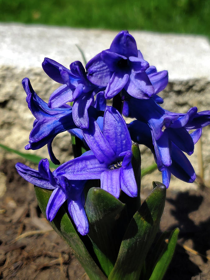 Hyacinth Photograph by Jean Evans