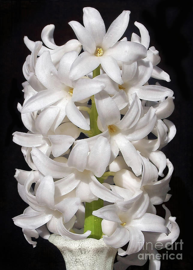 Hyacinth Photograph by Kathi Mirto