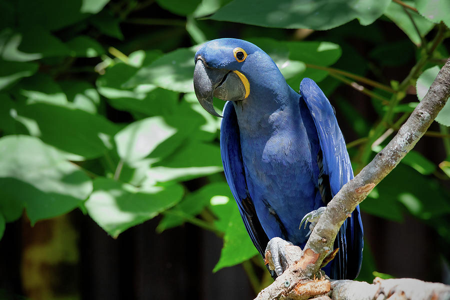 Hyacinth Macaw-1 Photograph by John Kirkland