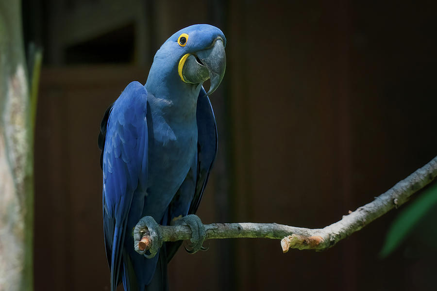 Hyacinth Macaw-2 Photograph by John Kirkland