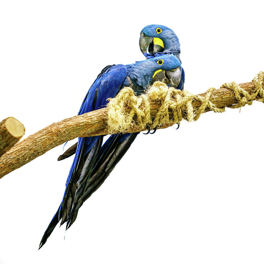 Hyacinth macaw Photograph by Alexey Stiop