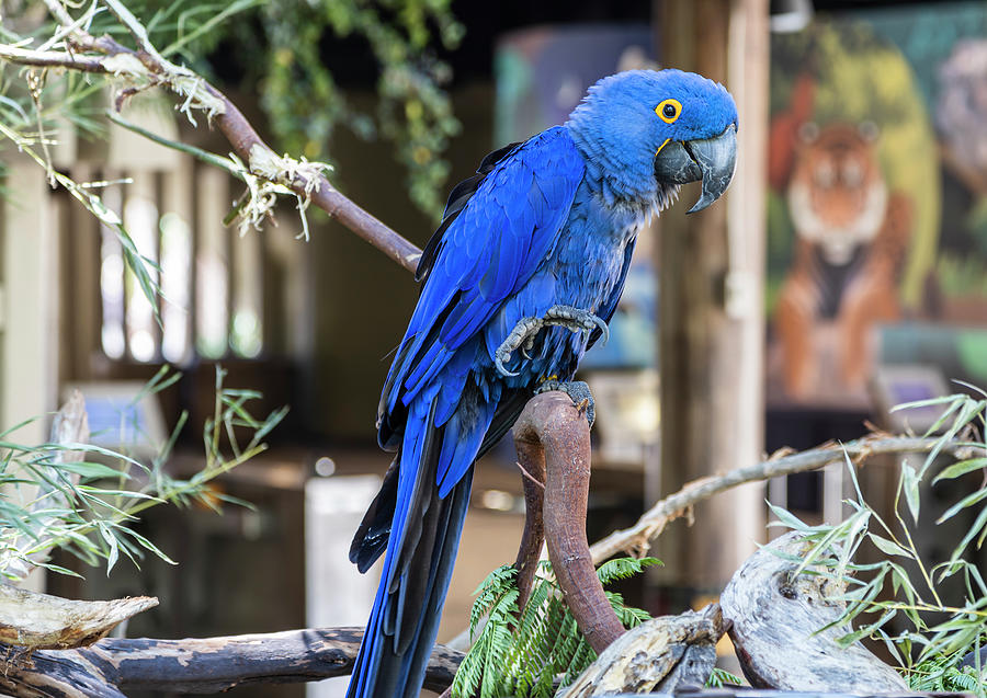 Hyacinth Macaw Photograph by Alison Frank