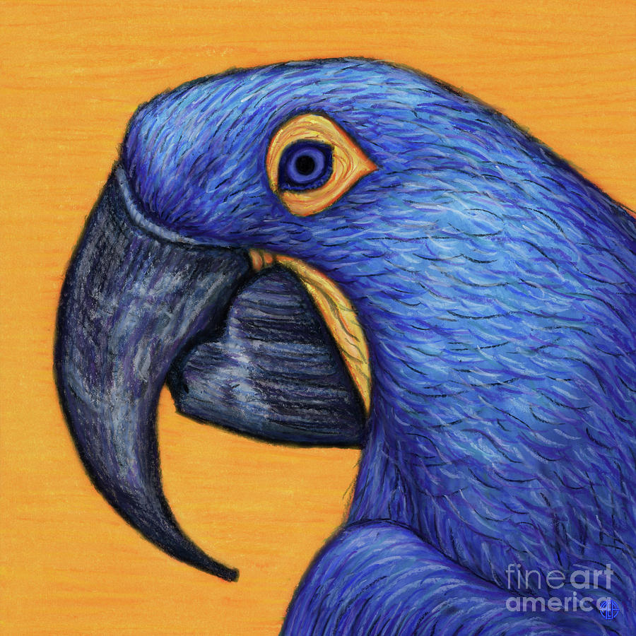 Hyacinth Macaw  Painting by Amy E Fraser