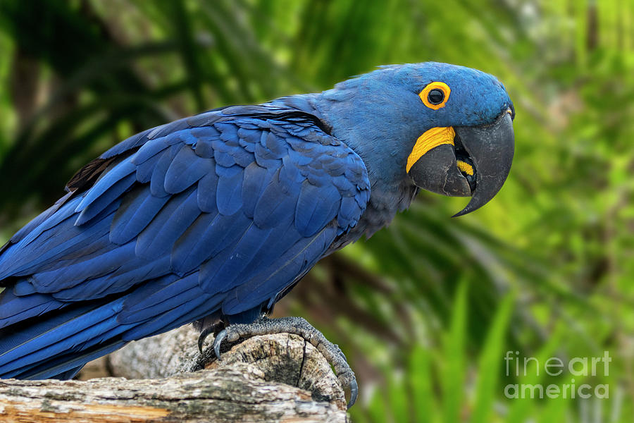 Hyacinth Macaw Photograph by Arterra Picture Library