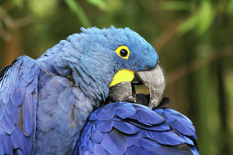 Hyacinth Macaw Photograph by Belinda Krause - Fine Art America