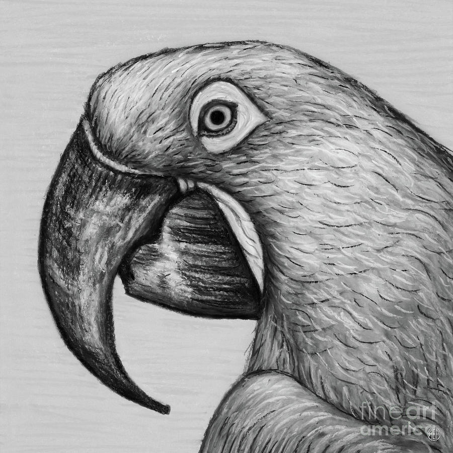 Hyacinth Macaw. Black and White Drawing by Amy E Fraser
