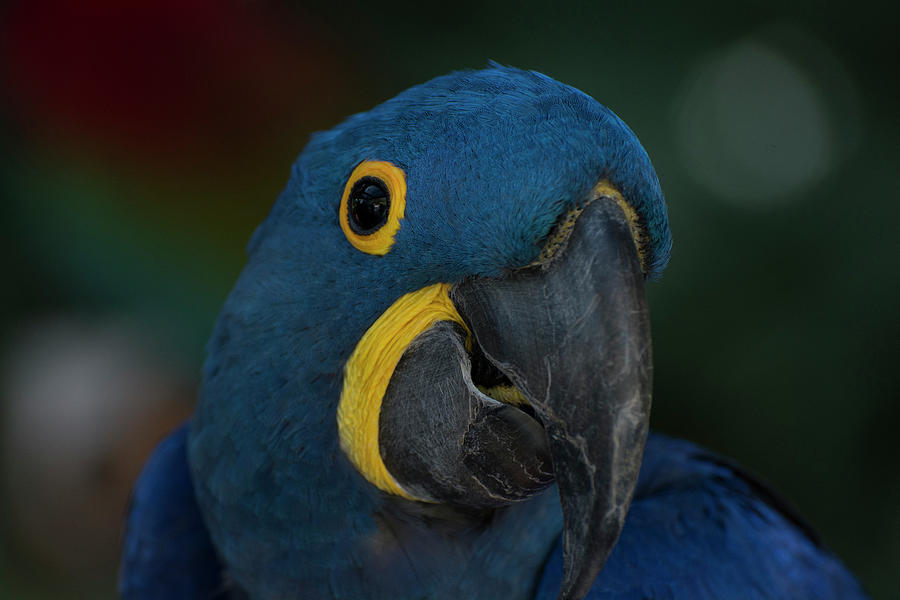 Hyacinth Macaw Photograph by Carolyn Hutchins