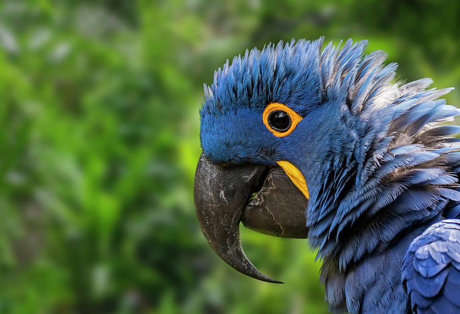 Hyacinth Macaw Close-Up Photograph by Arterra Picture Library