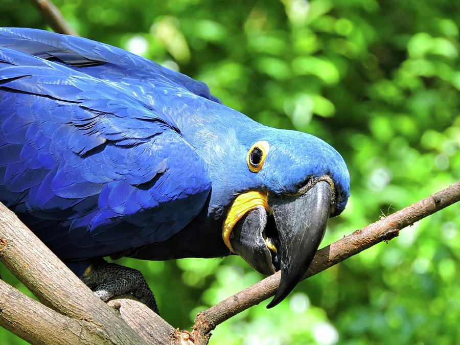 Hyacinth Macaw Photograph by Connor Beekman