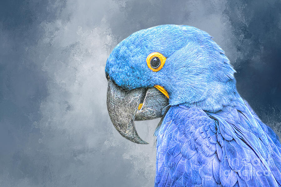 Macaw Mixed Media - Hyacinth Macaw by Elisabeth Lucas