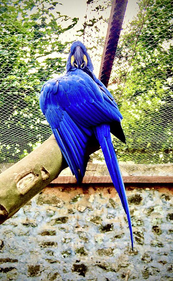 Hyacinth Macaw Photograph by Gordon James