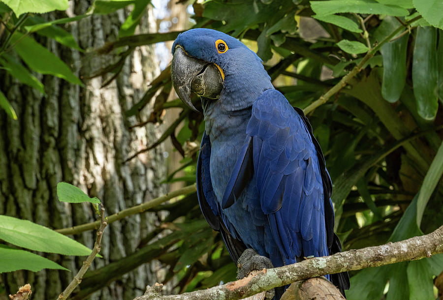 Hyacinth Macaw Photograph by Gordon Ripley