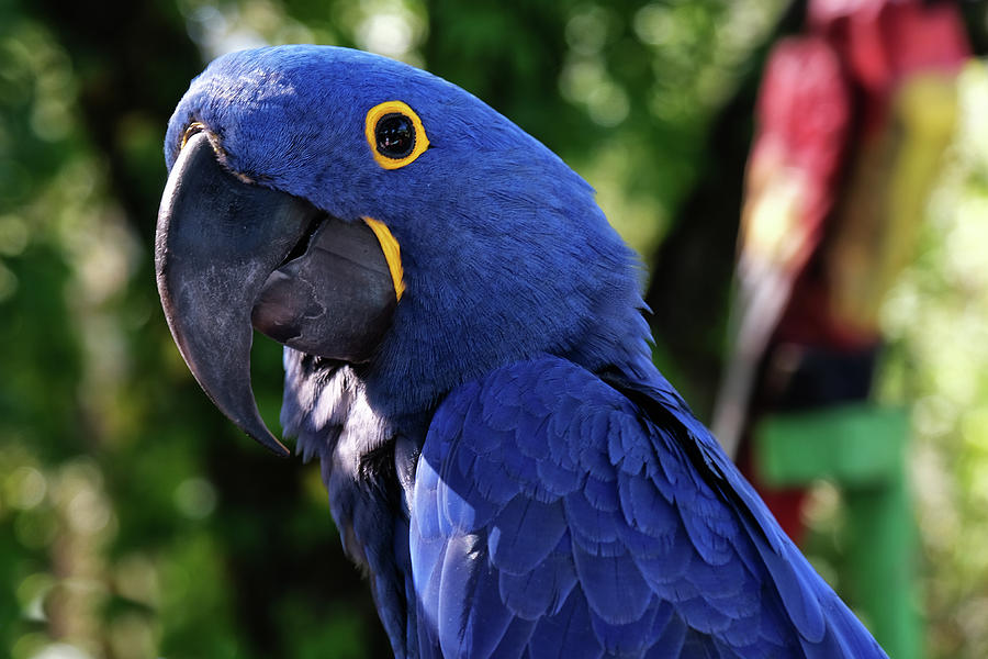 Hyacinth macaw head closeup Photograph by Bob Silverman - Fine Art America