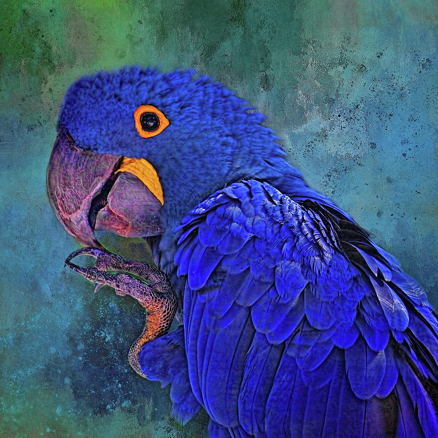 Hyacinth Macaw Photograph by HH Photography of Florida