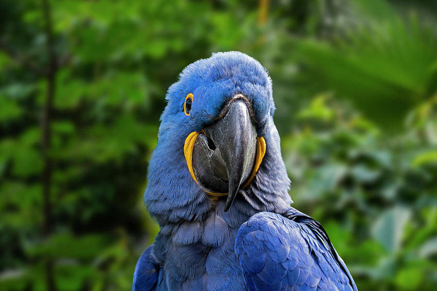 Hyacinth Macaw in Jungle Photograph by Arterra Picture Library