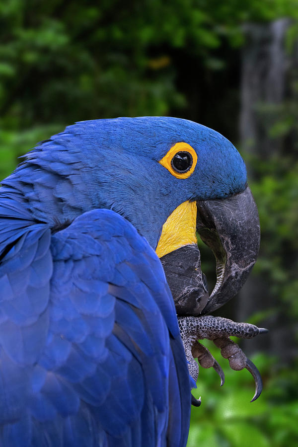 Hyacinth Macaw in Rainforest Photograph by Arterra Picture Library