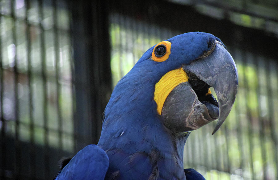 Hyacinth Macaw Photograph by Larah McElroy