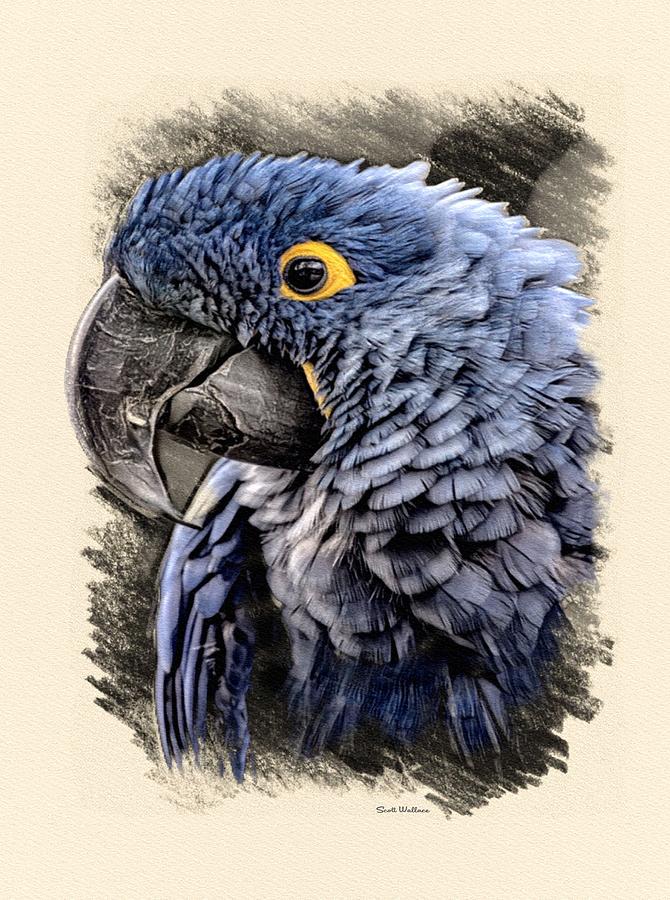 Red Macaw Drawing by Art By Three Sarah Rebekah Rachel White - Pixels