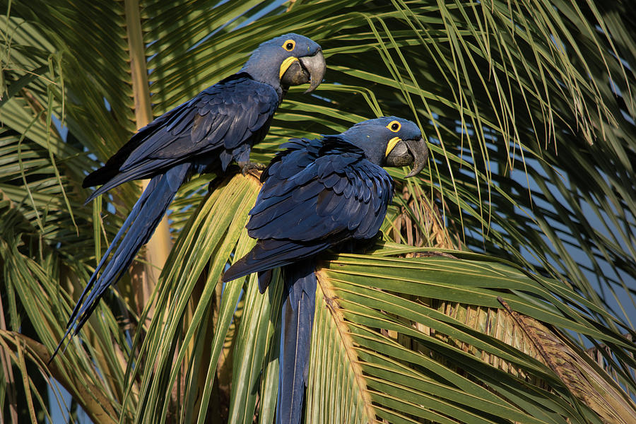 Hyacinth Macaws 2 Photograph by Linda Villers