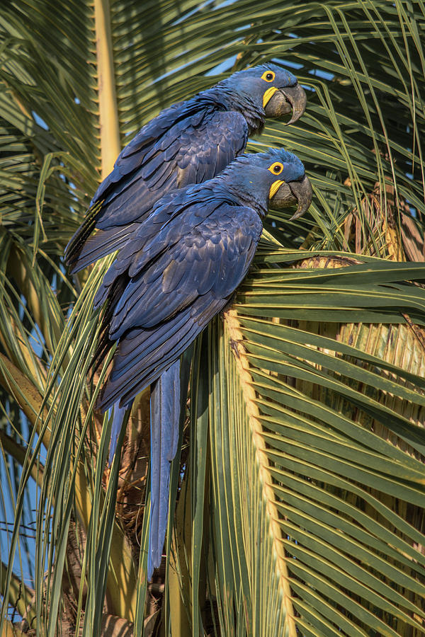 Hyacinth Macaws 3 Photograph by Linda Villers