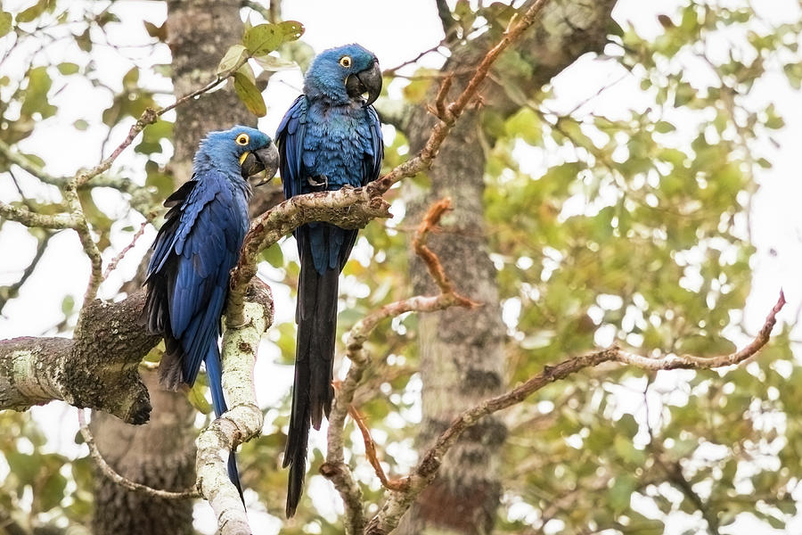 Hyacinth Macaws 4 Photograph by Linda Villers
