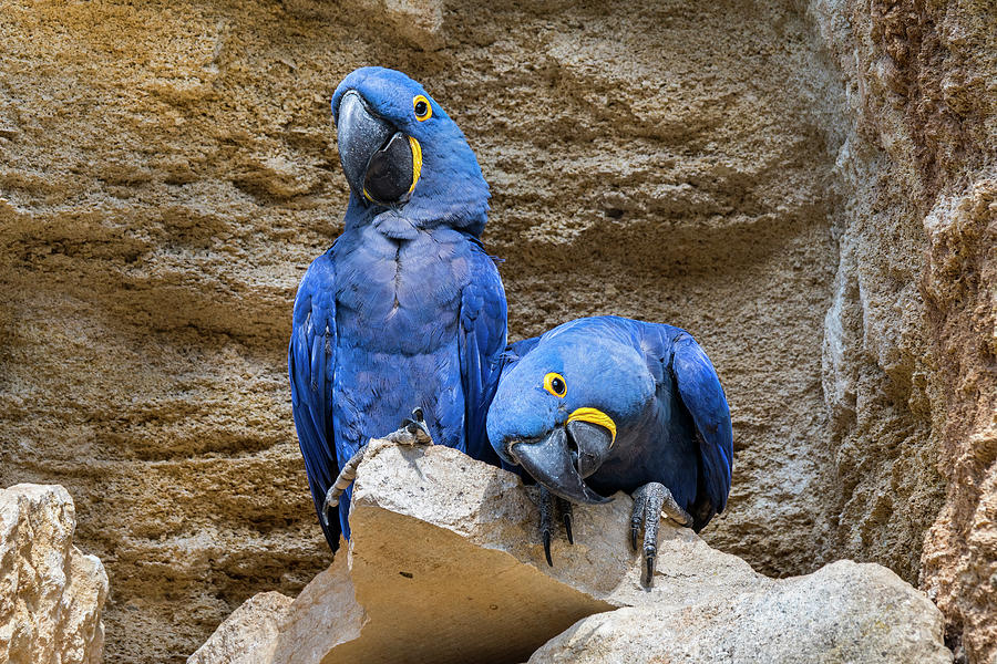 Hyacinth Macaws Photograph by Arterra Picture Library
