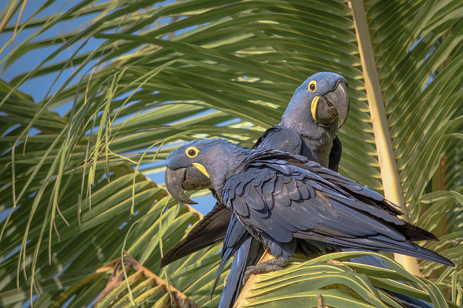 Hyacinth Macaws Photograph by Linda Villers
