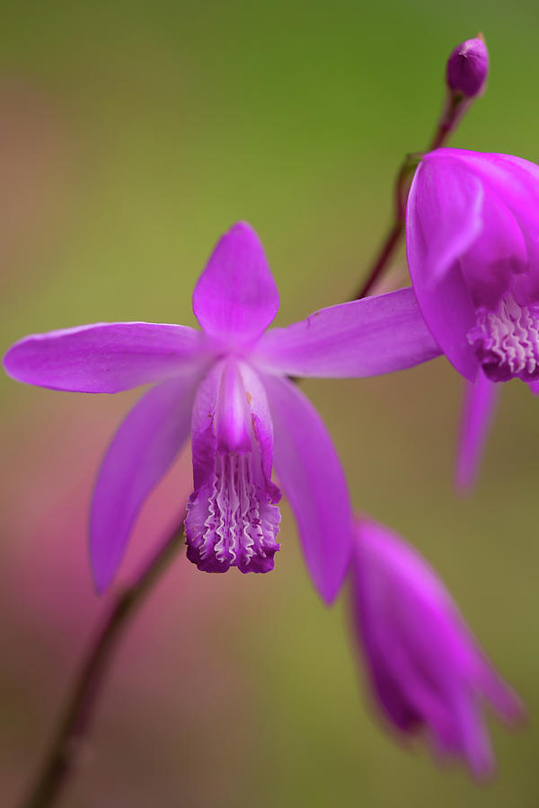Hyacinth Orcchid Photograph by Yuka Kato