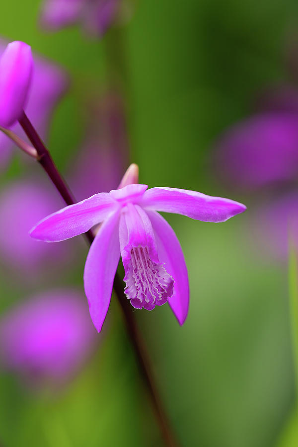 Hyacinth Orchid Photograph by Yuka Kato