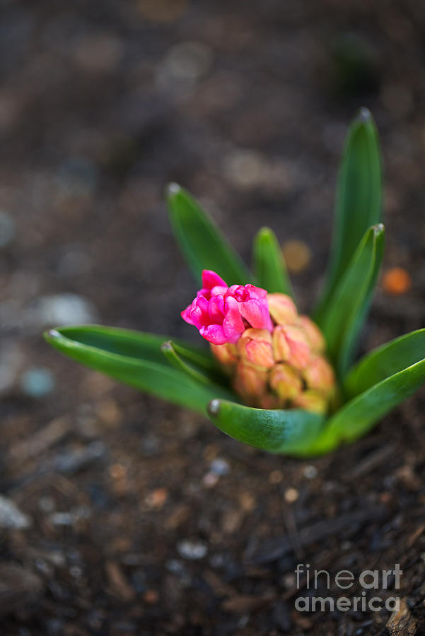 Hyacinth Pink Flowers Photograph by Joy Watson
