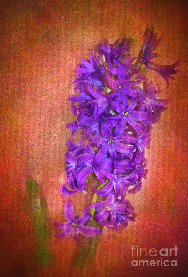 Hyacinth Still Life Photograph by Judi Bagwell