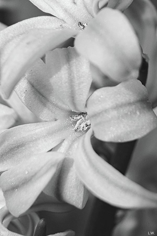 Hyacinth Vertical Black And White Photograph by Lisa Wooten
