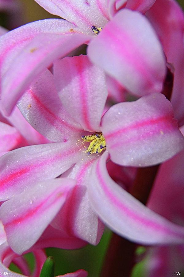 Hyacinth Vertical Photograph by Lisa Wooten