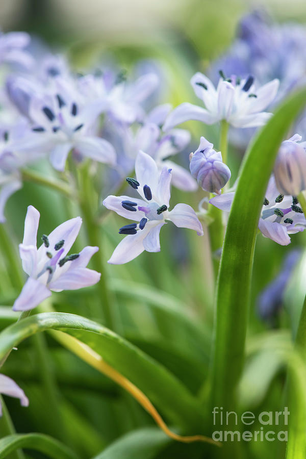 Hyacinthoides Vicentina Flowers Photograph by Tim Gainey