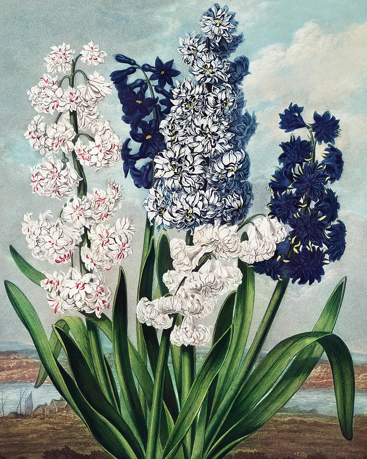 Hyacinths from The Temple of Flora Painting by Robert John Thornton