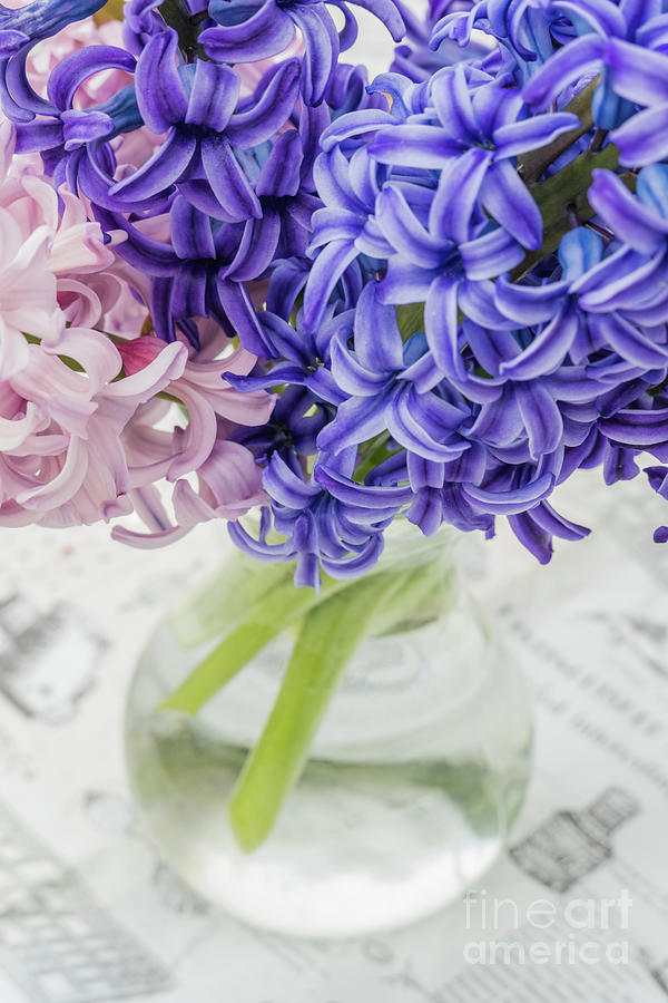 Hyacinths in a vase Photograph by Claudia M Photography
