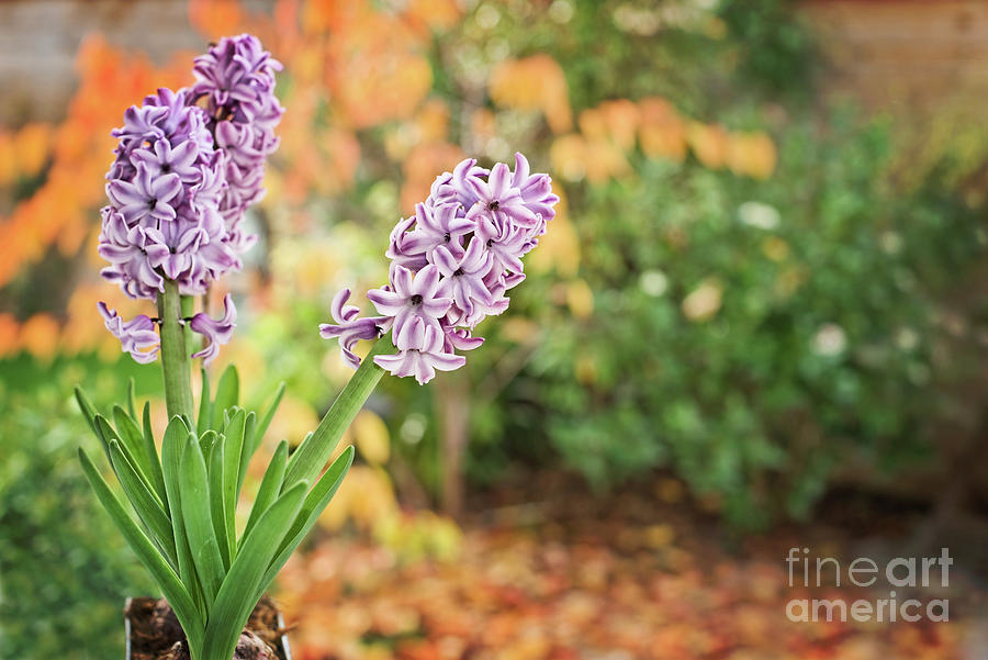 Hyacinths in a garden Drawing by Delphimages Photo Creations Fine Art