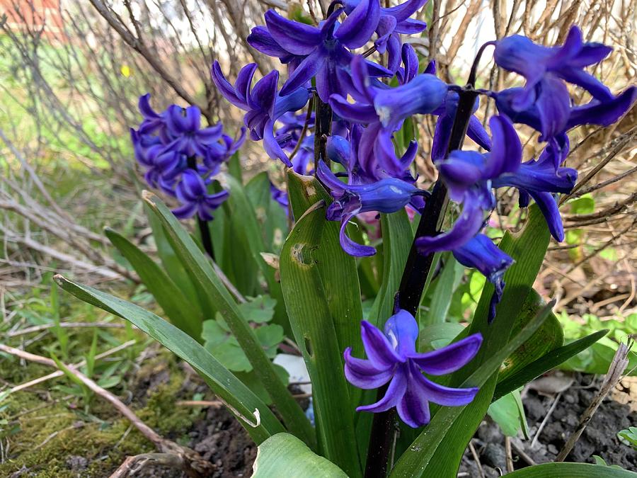Hyacinthus Orientalis Photograph by Lieve Snellings