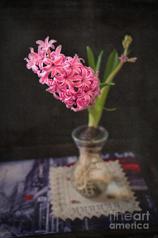Hyacinthus Texture Photograph by Amy Dundon